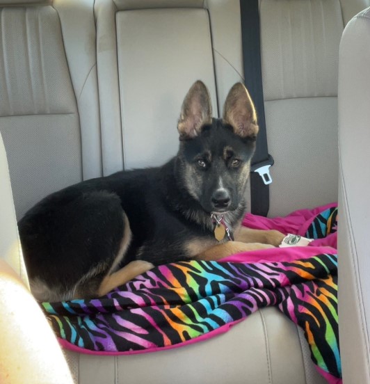 Loki
